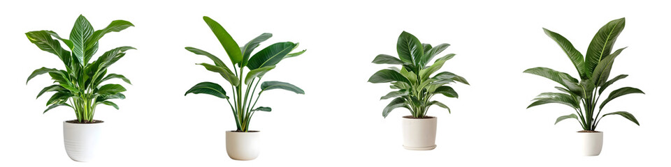 Fototapeta premium Potted Indoor Plants PNG Set – Realistic Green Houseplants for Decor and Design – Isolated on Transparent Background