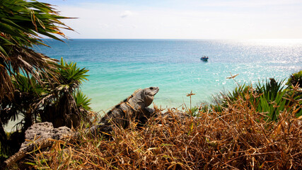 Iguana in the Caribbean - Tulum - Mexico