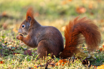 Fressendes Eichhörnchen auf der Wiese