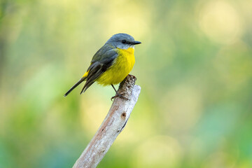 Eastern Yellow Robin perched on a branch