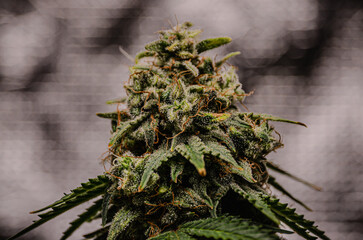 close up of a plant cannabis 