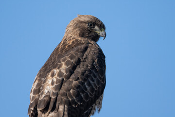 Proud Red Shoulder Hawk keeps an alert eye out for danger and prey.