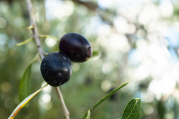 Close-Up of Ripening Olives on a Tree Branch on the light blurred background for publication, poster, screensaver, wallpaper, banner, cover, post. High quality photography