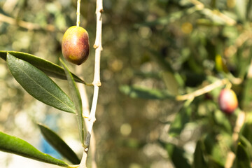 Close-Up of Ripening Olives on a Tree Branch on the light blurred background for publication, poster, screensaver, wallpaper, banner, cover, post. High quality photography