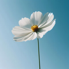 daisy on blue background
