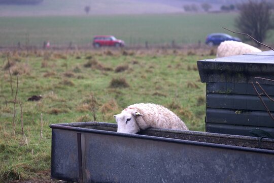 Sheep eating from a trough