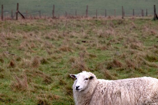 Sheep on the field