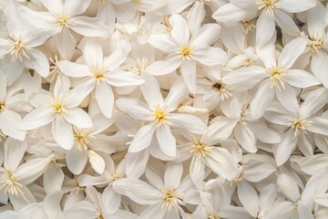 Delicate White Flowers Cluster Close Up View