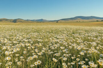 Fototapeta premium Daisies bloom in a vast field under a clear sky near mountains