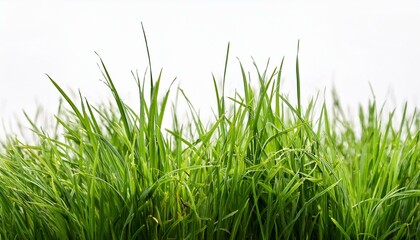 grass on a white background