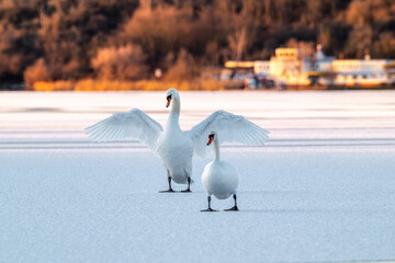 Schwan zeigt seine größen Flügel auf einem zugefrorenem See