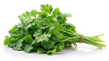 Fresh Cilantro Bunch on White Background