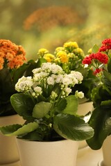 Different beautiful kalanchoe flowers in pots indoors, closeup