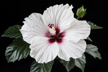 A stunning white hibiscus flower with dark maroon center