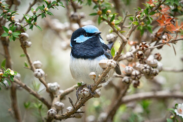 A Fairy Wren perched in a tree