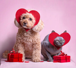 Mini-poodle and sphinx cat posing with gift boxes. 