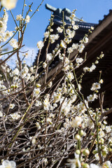 鎌倉2501　妙本寺15　白梅