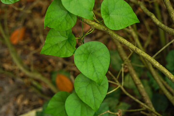 Cyclea plant leaves top view