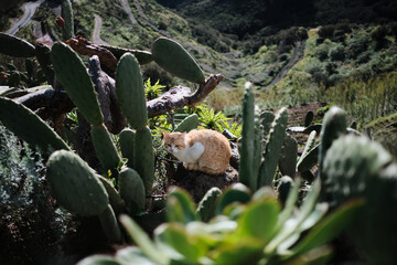 A ginger cat sits amidst prickly pear cacti, enjoying the sun in a dramatic mountainous landscape. The vibrant colors and textures create a captivating scene.
