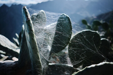 Close-up shot of a spiderweb delicately draped across prickly pear cacti against a blurred mountain...