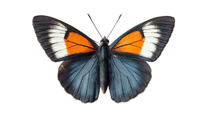 Obraz premium butterfly isolated on white , transparent , png 