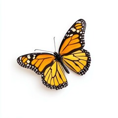 Fototapeta premium A stunning monarch butterfly rests against a white background, highlighting natures vibrant hues and intricate patterns.