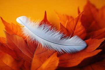 white feather on orange maple leaves autumn composition National Day for Truth and Reconciliation Canada