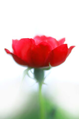 白バックの赤いツバキ