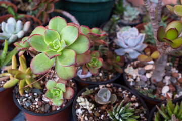 Aeonium Arboreum Kiwi Succulent – Colorful Rosette Plant with Green, Red-Tipped Leaves in a Vibrant Succulent Garden. High quality photography