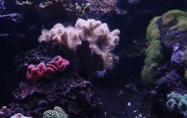 coral reef 3