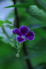 紫の花を咲かすデュランタ