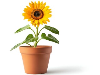 Fototapeta premium Cheerful Sunflower Bloom in Terra Cotta Pot Radiating Sunny Charm and Natural Beauty on White Background