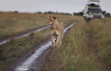 Lioness walks along safari path near vehicles in grassland