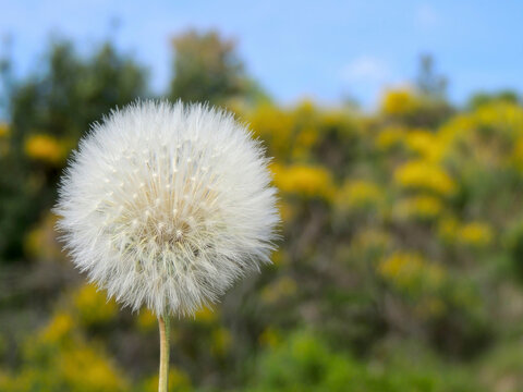 dandelion on a spring day