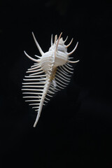 White spikey sea shell