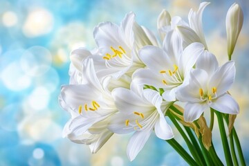 Bouquet of pristine white lilies against a soft blue bokeh background.