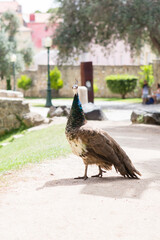 Peacock standing on a sunlit path in a historic park setting