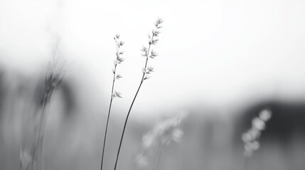 Obraz premium Grasses, close-up, blurred background, peaceful nature scene, website header