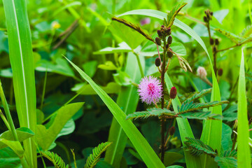 Pink flowers of the Mimosa pudica L plant