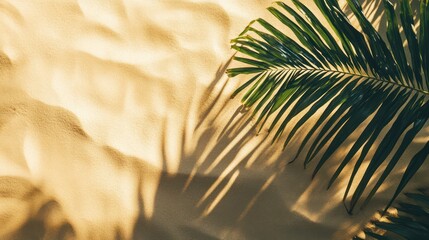 Palm leaf shadow on beach sand, summer vacation background