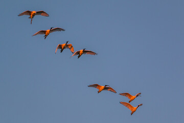 A flock of ibis fly overhead as the sun is low in the sky giving the birds a pink appearance 