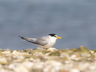 An adult Least Tern standing on a shingle beach against a blue sky background