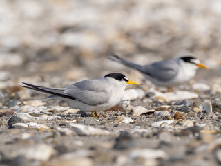 An adult Least Tern standing on a shingle beach with a second bird, distant and in soft focus, in the background