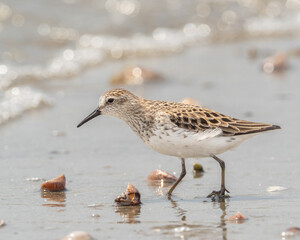 A adult Semipalmated Sandpiper in alternate summer plumage walking amongst scattered shells on a wet shoreline