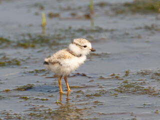A fluffy Piping Plover fledgling standing on a wet, muddy surface