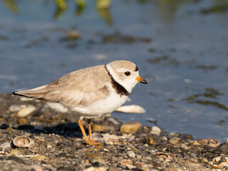 A close up of an adult Piping Plover in alternate summer plumage standing on a shingly shore