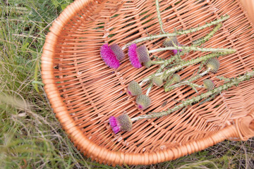 Wicker basket with freshly picked pink thistle flowers, medicinal flower collection concept...