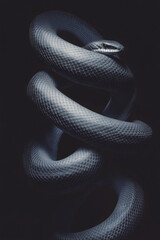 Obraz premium Oroboros snakes twist to form an infinity symbol in a vibrant 80s style