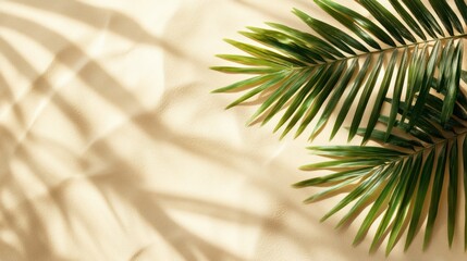 Palm leaves sunlight beach sand summer background