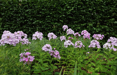 pink flowers in the garden